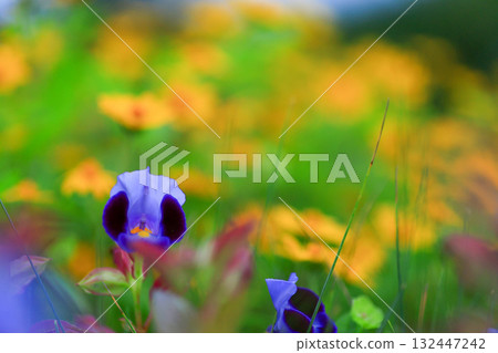Torenia 132447242