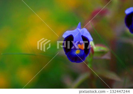 藍豬耳 藍豬耳 132447244