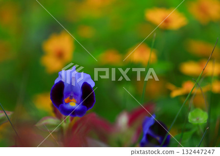 Torenia Torenia 132447247