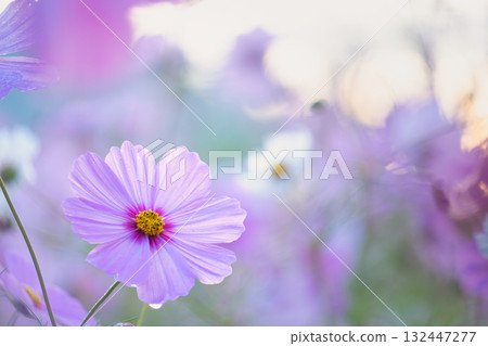 Gradation of petals translucent in the light and a landscape shining with morning dew Gradation of petals translucent in the light and a landscape shining with morning dew 132447277