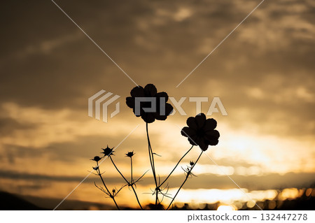 A beautiful scene of cosmos with a contrast of light and shadow 132447278