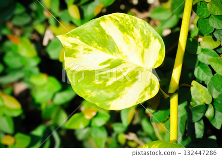 Devils Ivy, Golden Pothos or Hunters Robe or Epipremnum aureum or Araceae and ficus pumila or climbing fig 132447286