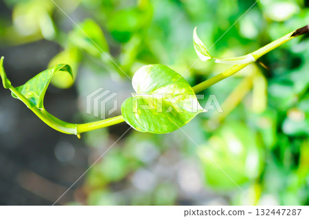 Devils Ivy, Golden Pothos or Hunters Robe or Epipremnum aureum or Araceae 132447287