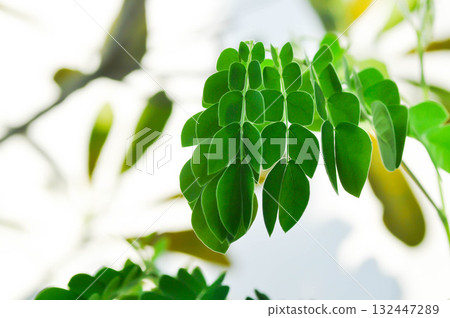 Rain tree or Samanea saman, LEGUMINOSAE MIMOSOIDEAE or small Rain Tree 132447289