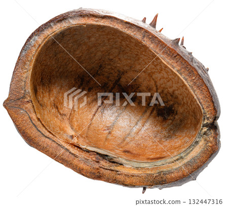 Empty half of a dry, prickly horse chestnut husk. Isolated background 132447316