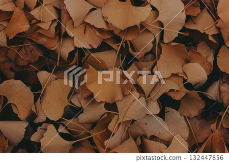 Autumn leaves create a warm, textured ground cover. A close-up shot reveals a bed of fallen ginkgo leaves in various shades of brown tone. Autumn leaves create a warm, textured ground cover. A close-up shot reveals a bed of fallen ginkgo leaves in various shades of brown tone. 132447856