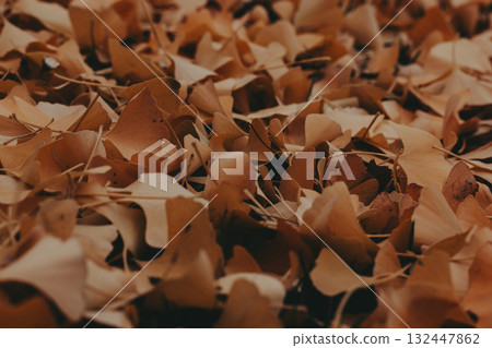 Autumn leaves create a warm, textured ground cover. A close-up shot reveals a bed of fallen ginkgo leaves in various shades of brown tone. 132447862