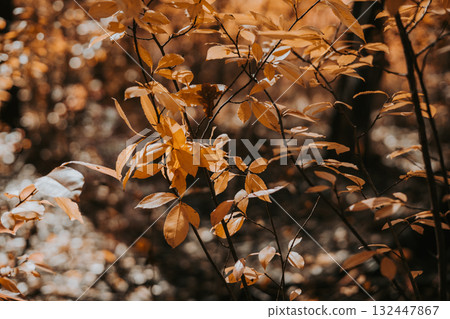 Autumn leaves in warm sunlight against a blurred forest background. The vibrant yellow leaves create a beautiful contrast with the moody background.  132447867
