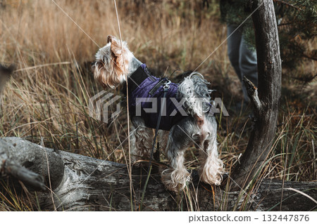 Yorkshire Terrier in a purple coat explores the forest on a crisp autumn day. A small dog wearing a purple jacket stands on a fallen log. 132447876