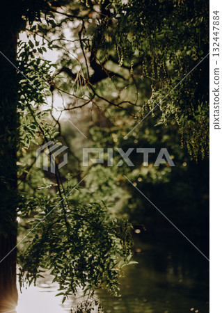 Lush green foliage frames a tranquil waterscape in soft, natural light. Sunlight filters through the dense canopy of trees, illuminating the serene water below, creating a peaceful, natural scene.  132447884