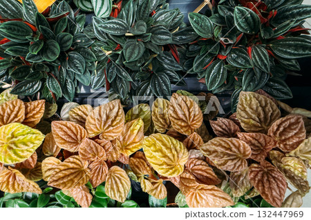Close-up of textured peperomia plants with dark green and copper-toned foliage arranged in rows. Indoor botany, sustainable plant care, rare houseplants, biodiversity 132447969