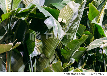 Cluster of large banana leaves with natural folds and sunlit textures in a dense tropical setting. Biophilic design, tropical plant care, wellness aesthetics, sustainable interior inspiration Cluster of large banana leaves with natural folds and sunlit textures in a dense tropical setting. Biophilic design, tropical plant care, wellness aesthetics, sustainable interior inspiration 132447977