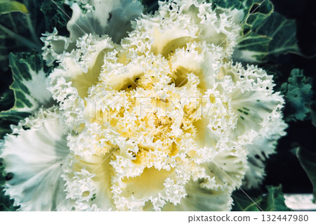 Close-up of a curly-leaved ornamental cabbage with creamy white and yellow tones. Organic structure, natural symmetry, winter plant textures, sustainable gardening Close-up of a curly-leaved ornamental cabbage with creamy white and yellow tones. Organic structure, natural symmetry, winter plant textures, sustainable gardening 132447980