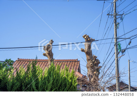 A large camphor tree that has been heavily pruned and is now completely bare 132448058