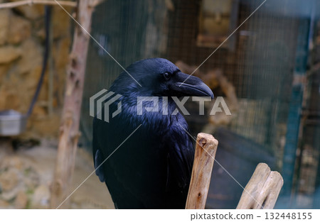 A close-up video captures a black raven perched on a wooden branch, its glossy feathers reflecting the light. A close-up video captures a black raven perched on a wooden branch, its glossy feathers reflecting the light. 132448155