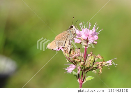 一隻德國船長蝴蝶正在秋季花園裡盛開的淡粉色雛菊花中吸食花蜜 132448158
