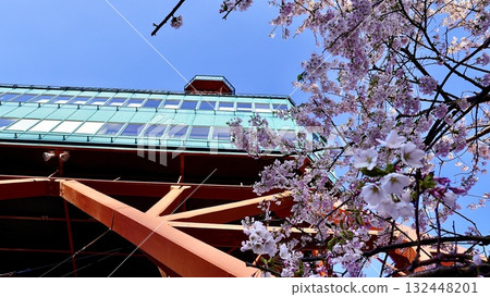 Sapporo TV Tower and cherry blossoms in Sapporo, Hokkaido 132448201