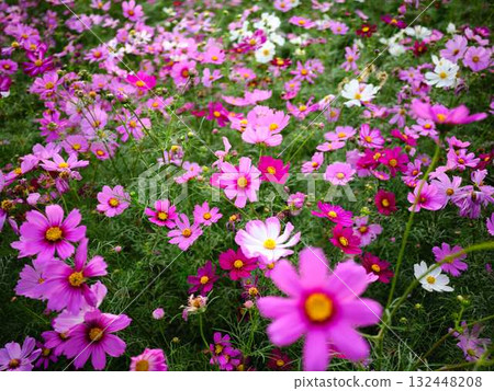  Cosmos field 132448208