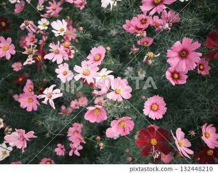 Cosmos field Cosmos field 132448210