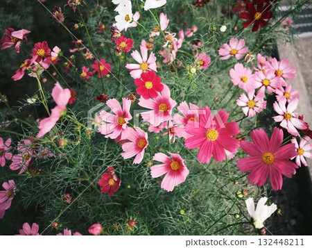 Cosmos field Cosmos field 132448211