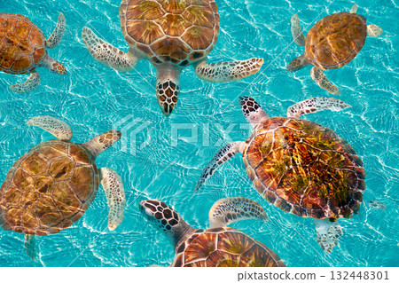Riviera Maya turtles photomount on Caribbean 132448301