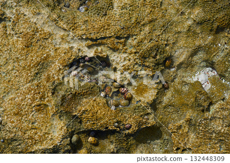 Riviera Maya coral reef on beach sand Mexico 132448309