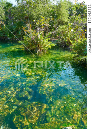 Cenote in Riviera Maya of Mayan Mexico 132448311