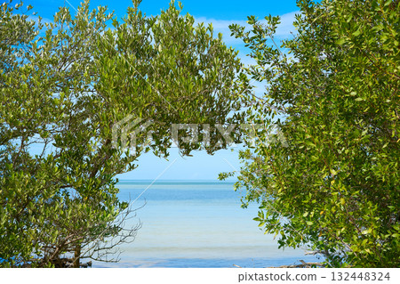 Holbox tropical Island mangroove in Mexico Holbox tropical Island mangroove in Mexico 132448324