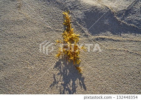 Seaweed kelp in Mexico Caribbean beach 132448354