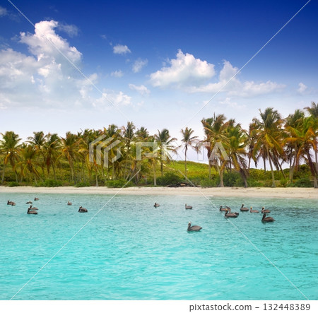 Caribbean pelican turquoise beach tropical sea Caribbean pelican turquoise beach tropical sea 132448389