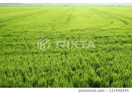 Rice field green meadow in Spain 132448395