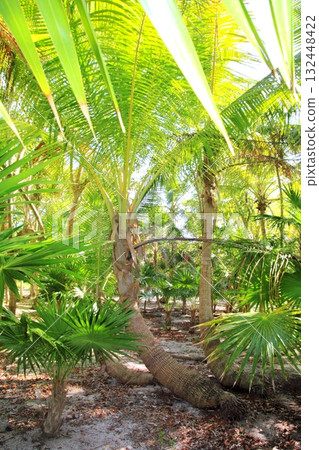 Palm tree and chit jungle on caribbean beach area 132448422