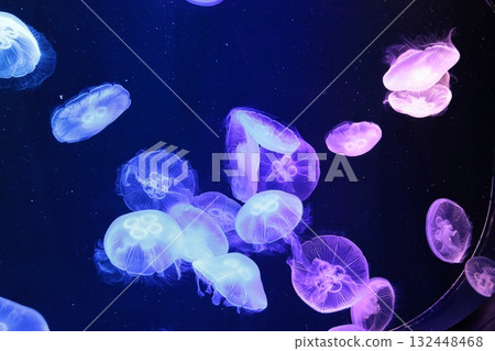 神奇的發光水母 神奇的發光水母 132448468