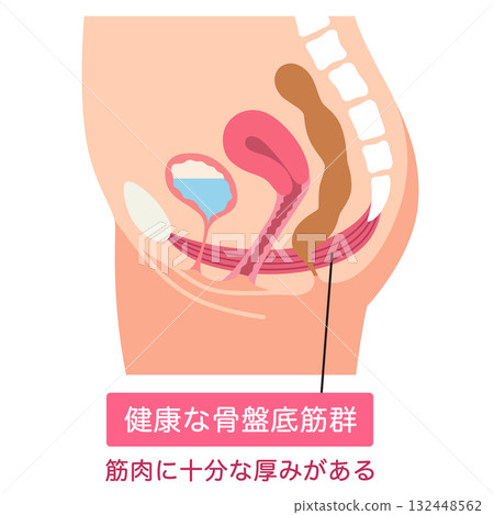 健康的骨盆底肌肉 骨盆底肌肉 健康的骨盆底肌肉 骨盆底肌肉 132448562
