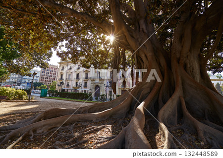Valencia Glorieta park big ficus tree Spain 132448589