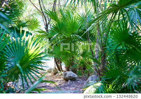 Riviera maya rainforest jungle Mexico 132448620