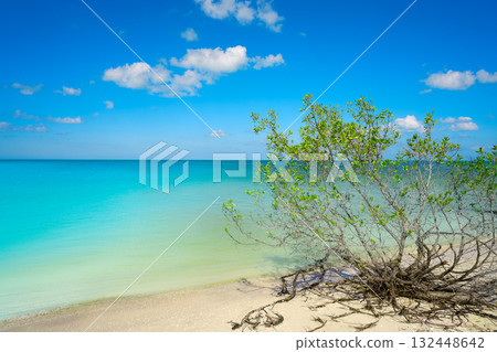 Holbox Island beach mangroove in Mexico 132448642