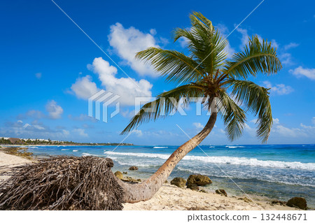 Akumal coconut palm tree beach Riviera Maya 132448671