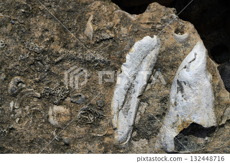 Riviera Maya coral reef on beach sand Mexico 132448716