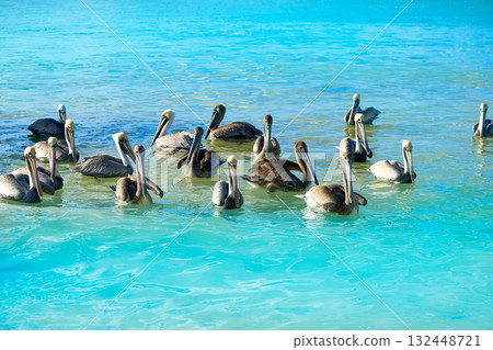 Pelican birds in Caribbean Mexico 132448721