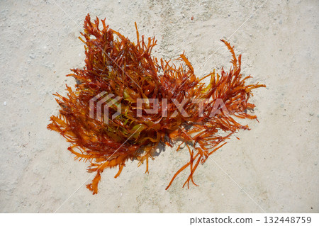 Rhodophyta red algae in Quintana Roo Mexico 132448759