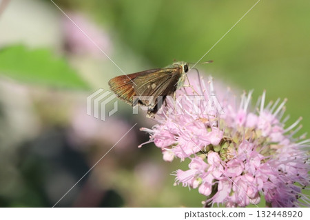 A skipper butterfly sucking nectar from a pale pink daisy flower blooming in an autumn garden A skipper butterfly sucking nectar from a pale pink daisy flower blooming in an autumn garden 132448920