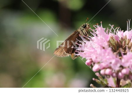 A skipper butterfly sucking nectar from a pale pink daisy flower blooming in an autumn garden A skipper butterfly sucking nectar from a pale pink daisy flower blooming in an autumn garden 132448925
