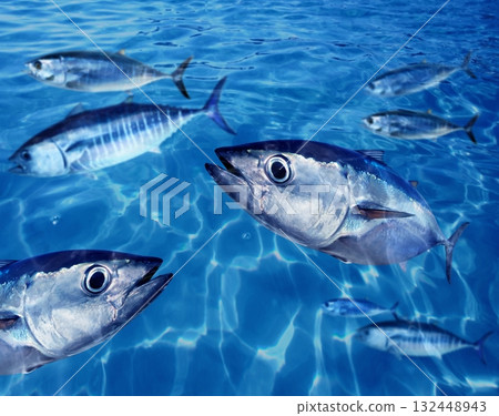 Bluefin tuna Thunnus thynnus fish school underwater Bluefin tuna Thunnus thynnus fish school underwater 132448943