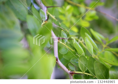 Jujube fruit stings Ziziphus jujuba vulgaris Jujube fruit stings Ziziphus jujuba vulgaris 132448965