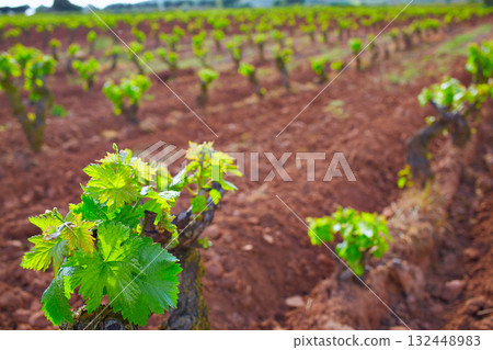 La Rioja vineyard in The Way of Saint James La Rioja vineyard in The Way of Saint James 132448983