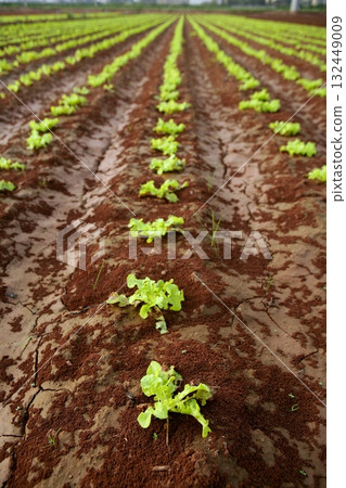 Baby lettuce sprouts on a red claiy soil 132449009