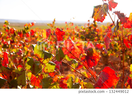 Autumn golden red vineyards in Utiel Requena Autumn golden red vineyards in Utiel Requena 132449012