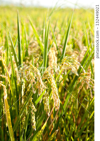 Cereal rice fields with ripe spikes Cereal rice fields with ripe spikes 132449021