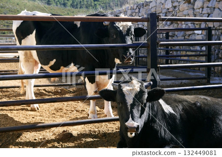 Friesian cow couple eating 132449081